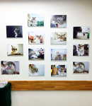 「とらです」パネル展、ジュンク堂書店・池袋本店にて開催中!!