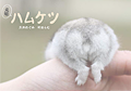 元祖 ハムケツ