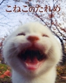 こねこのたれめ