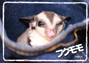 フクモモ