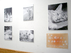 ジュンク堂書店池袋店にて「猫と陽だまりで」パネル展開催中!