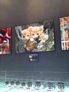 「ほわほわ兄弟」が「CP+」で紹介されました!