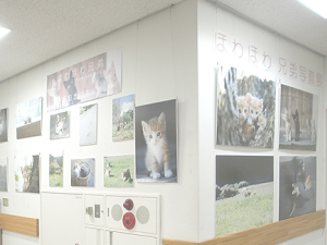 ほわほわ兄弟・パネル展