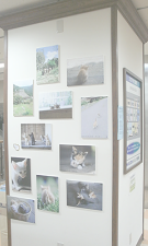 ほわほわ兄弟・パネル展