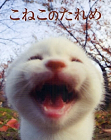 こねこのたれめ
